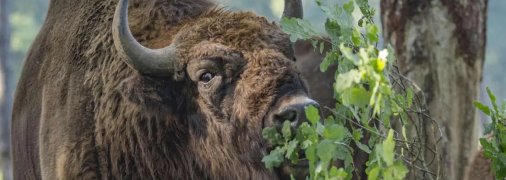 Зубр в лесу