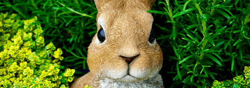 История возникновения пасхального кролика