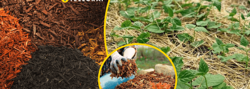 Завдяки цьому секрету можна підвищити врожайність городу