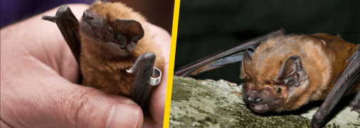 Вечірниця велетенська