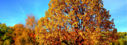 Теплая осень