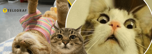 Меми про котів