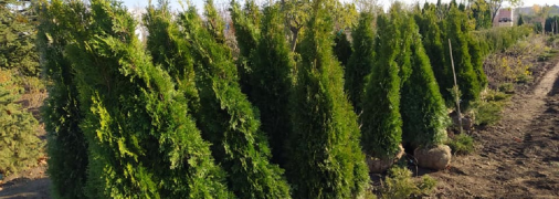 Мэрия хотела закупить 226 саженцев