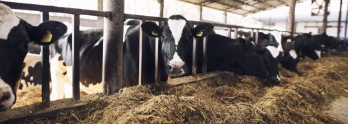 Будівництво молочних ферм вимагає держпідтримки