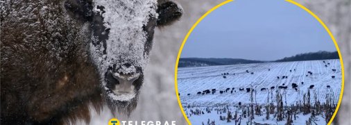 Зубры в Винницкой области