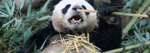 Багаторічна праця себе виправдала: великих панд врятували від зникнення, але загроза все ще є