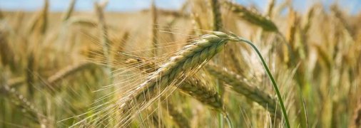 Федосья Колосяница: приметы и обряды на 11 июня