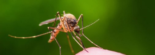 Тучи и "ковры" из комаров: Кирилловку заполонили насекомые (фото, видео)