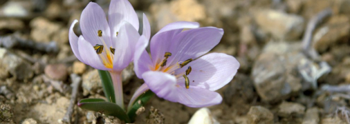 Безвременник анкарский