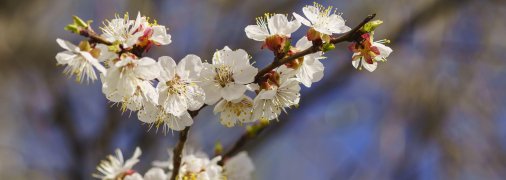 В этом году абрикосы пострадали от заморозков