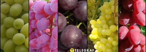 Самый вкусный и ароматный виноград с мускатом