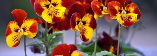 Что посадить в саду в августе