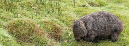 В Австралии обнаружены останки гигантского доисторического вомбата