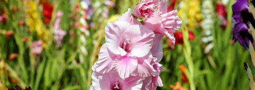 Чарівні гладіолуси мають ще одну назву в українській мові