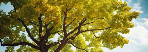 "Золотое дерево" является одним из символов удачи осенью