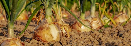 У 90-ті практично весь раціон харчування багатьох людей залежав від дачного врожаю