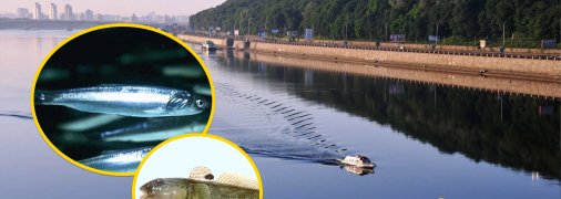 Відбувається експансія риб з лиманів