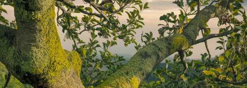 Лишайник может представлять угрозу для яблони (изображение создано с помощью ИИ)