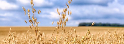 Рекордний урожай вівса: Agricom Group планує зібрати 1000 тонн