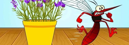 Запахи этих растений отпугивают насекомых