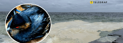 Птахи гинуть через витік нафтопродуктів