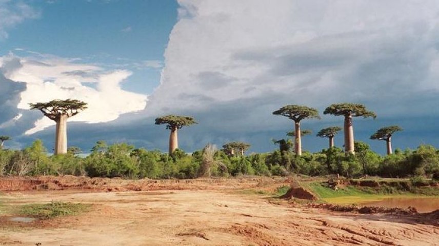 Потрясающая Африка: невероятная дорога баобабов (Фото)